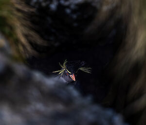 A rockhopper penguin amongst the dark rocks - its bright red beak, yellow eyebrows and yellow head feathers stand out from the dark background.