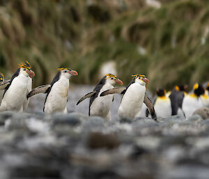 A group of five royal penguins walk in single file past a colony of king penguins standing in the background.
