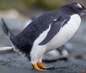 An image of a gentoo penguin captured mid-stream while going to the toilet - a jet of white liquid shoots from behind it.