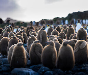 A large group of brown fluffy king penguin chicks await their parents return from the ocean with food.