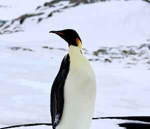 A lone emperor penguin standing on snow