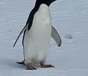 A single Adelie penguin