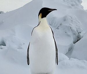 An emperor penguin standing in the snow