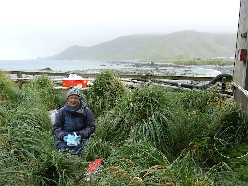 A woman sitting in lush tussocks of grass on Macquarie Island. She has a rack of test tubes in the grass beside her.