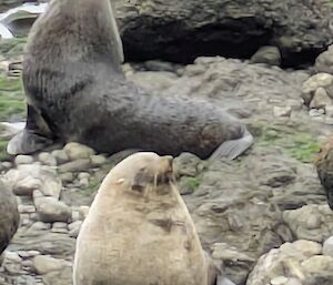 Two adult fur seals pose on a rocky beach