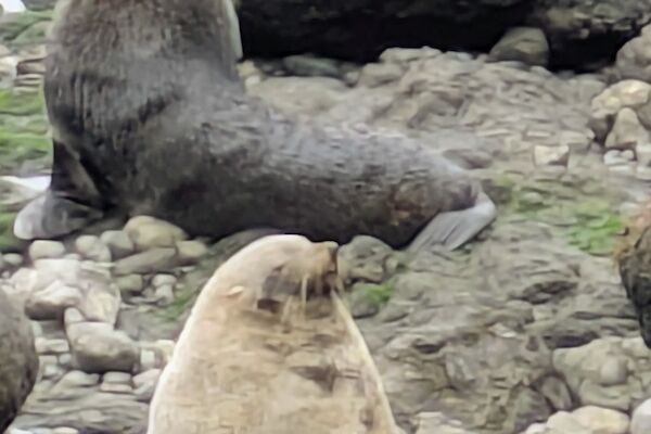 Two adult fur seals pose on a rocky beach