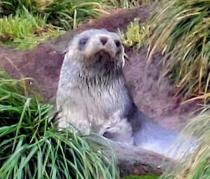 A grey fur seal pup looks straight at the camera -  it sits amongst green tussock