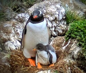 A black and white fluffy penguin chick with bright orange feet sits on front of its similarly coloured parent.