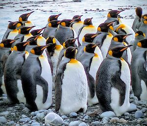 A group of about 25 black, white and yelloe king penguins stand together on a rocky beach.
