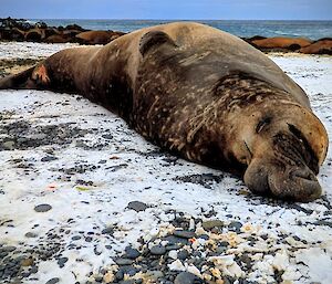 A large battle-scarred tan and dark brown male elephant seal lies asleep on a snow and pebble covered beach with the ocean in the background.