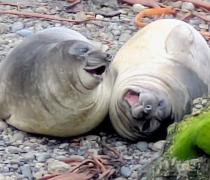 Two very chubby silver and grey weaners lie side by side on pebble covered ground. They have their mouths open and look as though they are laughing.