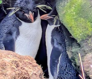 A pair of Rock Hopper Penguins with bright yellow eyebrows and black and white colouring stand together in a small rock cave.