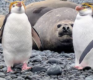 Two black and white Royal Penguins with pink beaks and feet and black and white colouring stand together in front of an elephant seal cow.