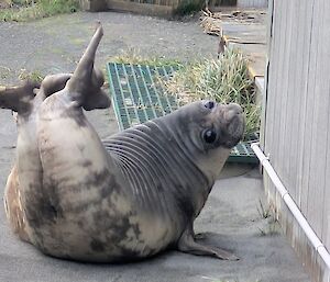 A chubby silver and dark grey weaner seal arches its head and tail upwards so that its back wrinkles up. It is looking towards the camera.