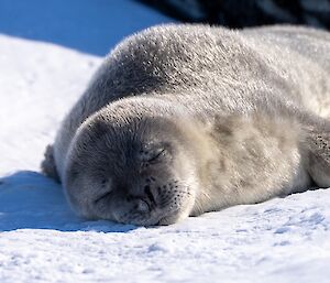 A Weddell seal pup sleeping on the ice