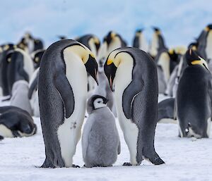 Two adult emperor penguins bending their necks towards a chick. A colony of penguins is in the background.