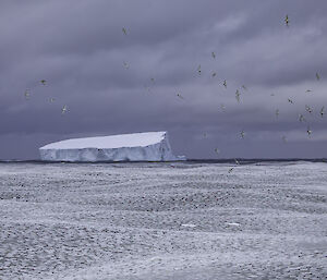 Pancake ice moving with the ocean swell. Seabirds are flying around an iceberg on the horizon.