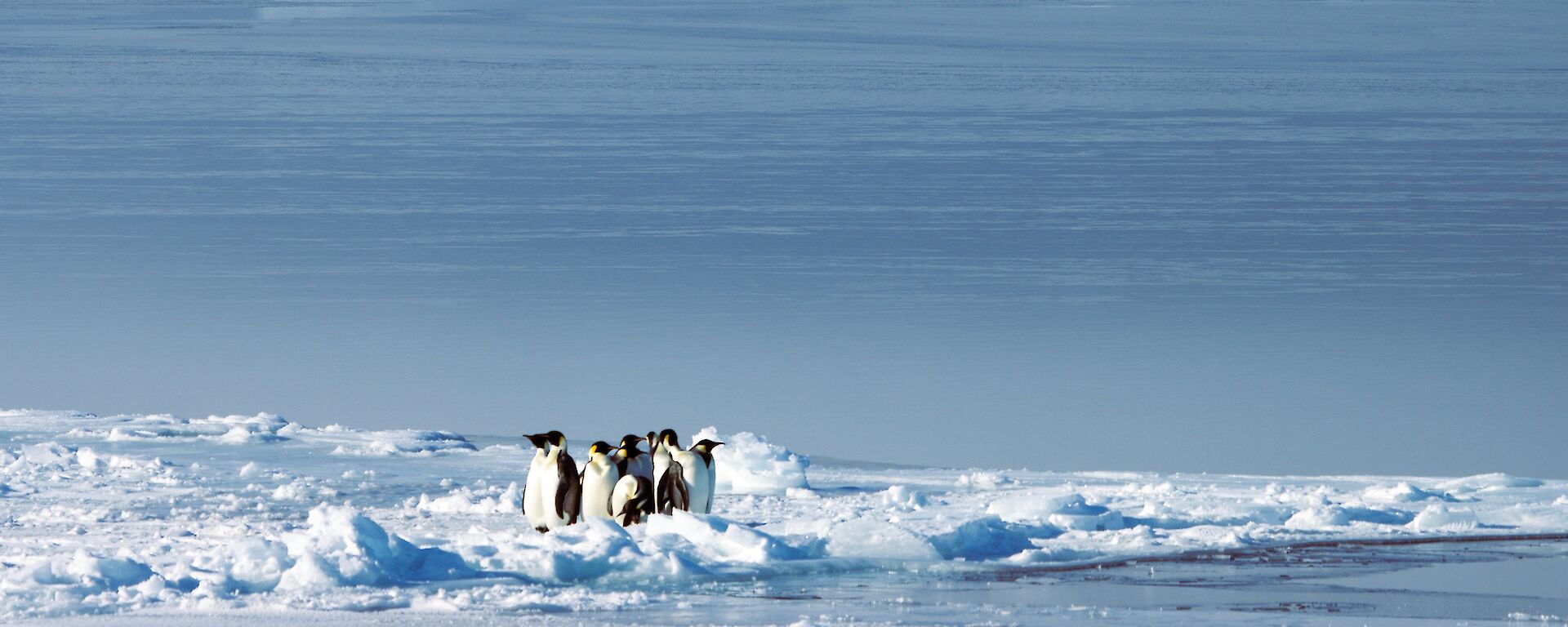 A small group of emperor penguins on an ice flow with two enormous icebergs rising dramatically out of sea ice on the horizon.