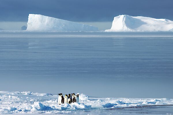 A small group of emperor penguins on an ice flow with two enormous icebergs rising dramatically out of sea ice on the horizon.