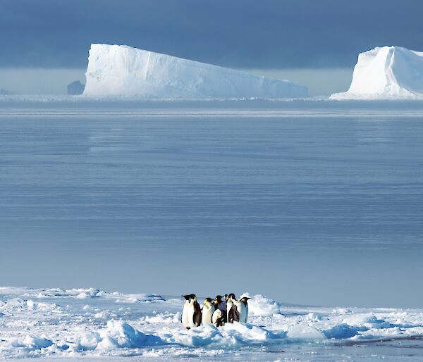 A small group of emperor penguins on an ice flow with two enormous icebergs rising dramatically out of sea ice on the horizon.