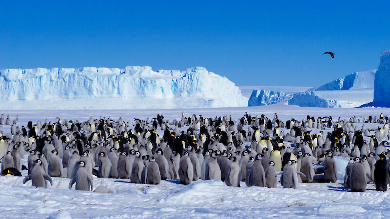 A large group of fluffy grey emperor penguin chicks, with a few adults dispersed in the crowd. A dramatic iceberg appears on the horizon behind the colony.