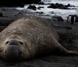 A very large brown dappled male Elephant Seal lies on its stomach on the beach. Crashing waves can be seen in the distance.