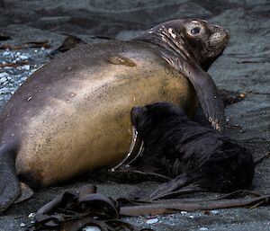 A tubby Elephant Seal weaner lies on a black sandy beach.