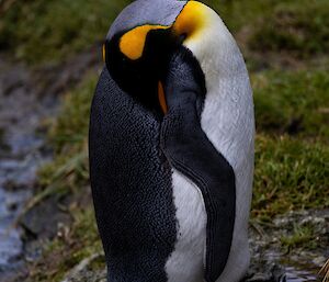 A vivid black, white and gold King Penguins stands with its head and beak buried behind its wing as though resting.