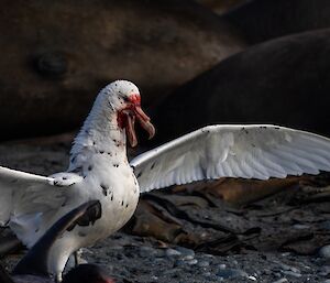 A  large white bird with its wings outstretched has bright red blood all over its beak.