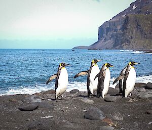 Four penguins on a black sand beach