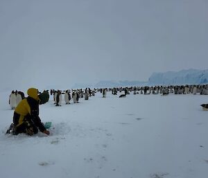 A person crouches down in the snow with emperor penguins in the background