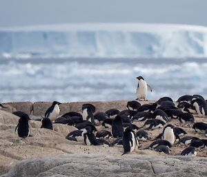 Image of penguin rookery.