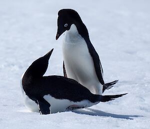Image of two Adelie penguins.