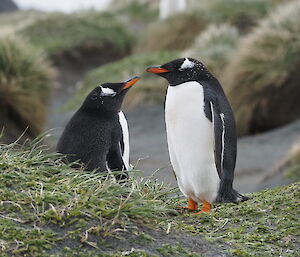 Black and white male and female Gentoo Penguins stand facing one another, beaks almost touching.