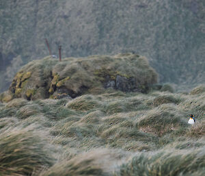 A solitary KIng Penguin hides amongst green tussock grass.