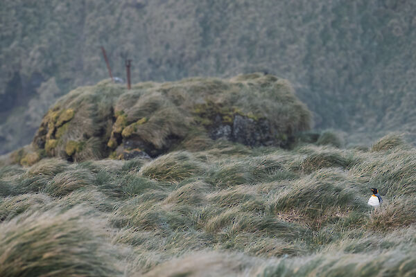 A solitary KIng Penguin hides amongst green tussock grass.