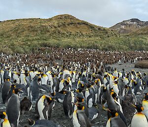 A few hundred black, white and yellow King Penguins and their fluffy brown chicks stand on a beach in front of a tussock covered hill.