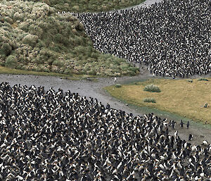 Thousands of black and white penguins on either side of a creek passing through a tussock covered landscape.