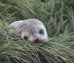 A small fur seal peeks its head above the tussock grass.