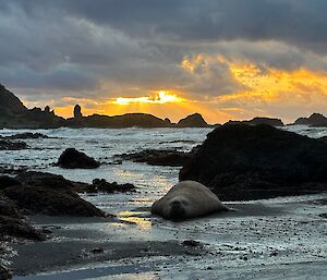 A large elephant seal lies in the shallows of a rocky bay while the sunsets in brilliant gold and orange hues over the ocean.