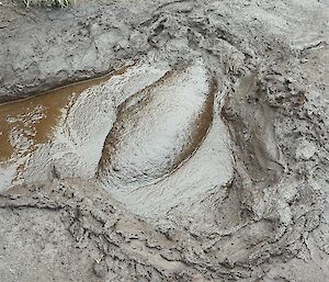An elephant seal pup is fully submerged in mud in a deep wallow.