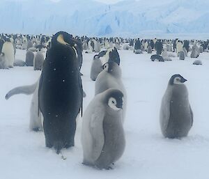 Fluffy emperor penguin chicks