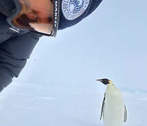 A person looks into the camera with an emperor penguin in the background