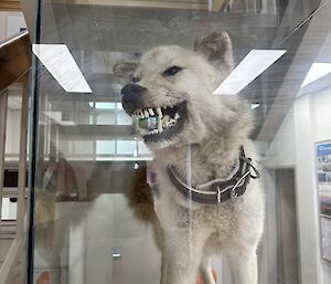 A stuffed dog in a case