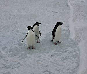 A group of three Adelie Penguins standing on snow covered ice
