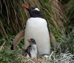 A black and white gentoo penguin with an orange beak proudly stands behind its smaller fluffy black and white chick.