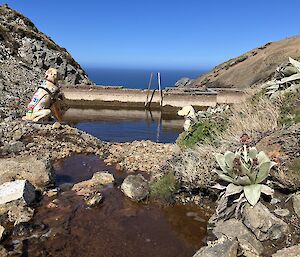 A small dam with a concrete wall sits between two hills overlooking the ocean. A plastic Guide Dog's Australia dog sits beside the dam gazing toward the ocean.