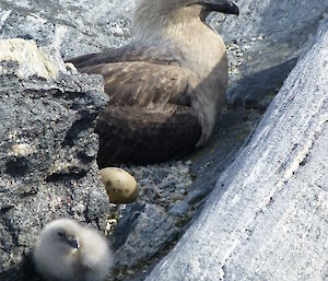 A small, fluffy skua chick sitting near its parent amongst rocks. An exposed egg lies between them.