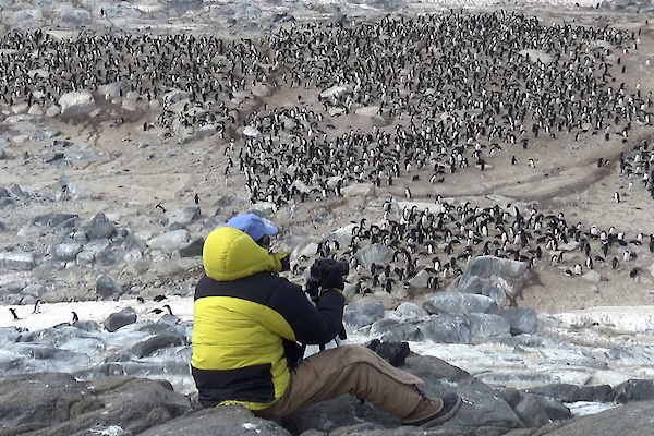 A man sitting on some rocks above an Adelie penguin colony taking a photo of the birds below.