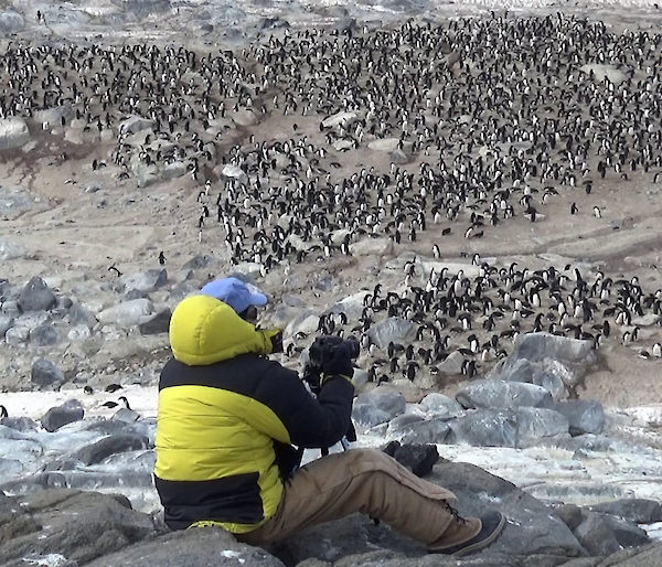 A man sitting on some rocks above an Adelie penguin colony taking a photo of the birds below.